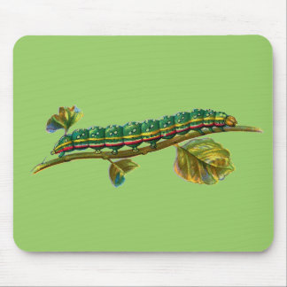 Calocampa vetusta caterpillar mouse pad