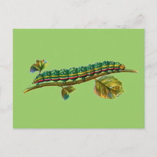 Calocampa vetusta caterpillar postcard