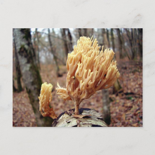 Calocera viscosa Postcard (Front)