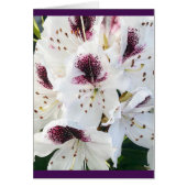 Calsap Rhododendrons (Front)