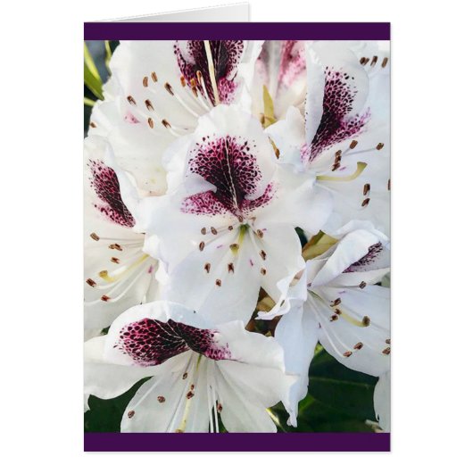 Calsap Rhododendrons Cards (Front)