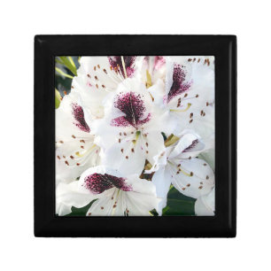 Calsap Rhododendrons Gift Box