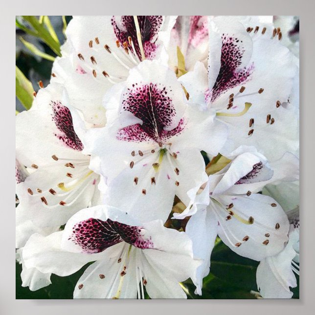 Calsap Rhododendrons Poster (Front)