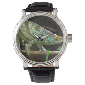 Calumma Parsonii Watch