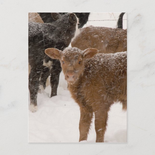 Calves in The Snow Postcard (Front)