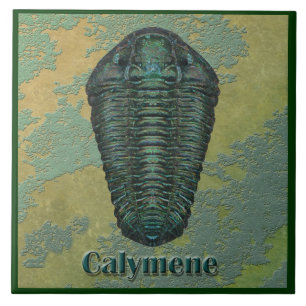 Calymene Niagarensis Fossil Trilobite Tile