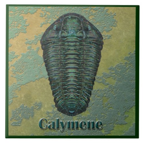Calymene Niagarensis Fossil Trilobite Tile