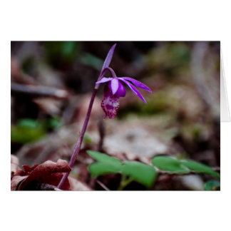 Calypso Orchid Cards