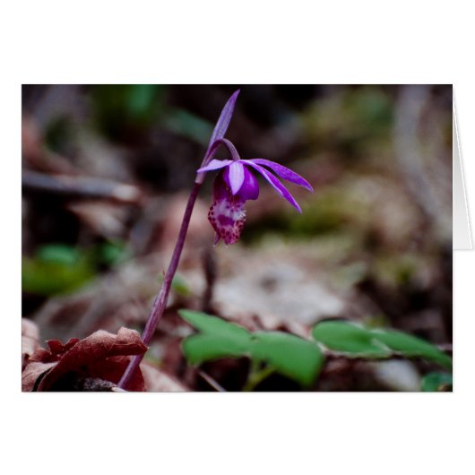 Calypso Orchid Cards (Front Horizontal)