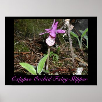 Calypso Orchid Fairy Slipper Print by nwmtphoto at Zazzle