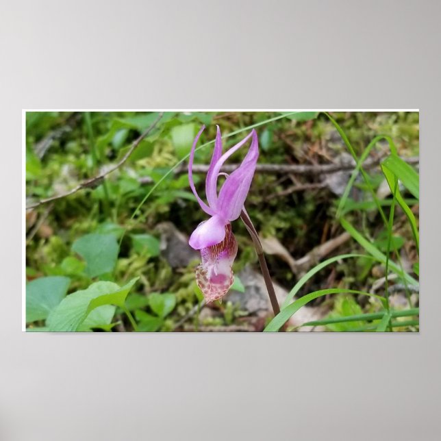 Calypso Orchid Poster (Front)
