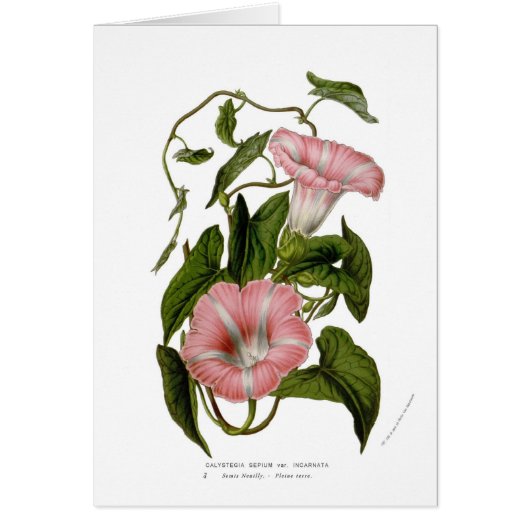 Calystegia sepium var. incarnata cards (Front)