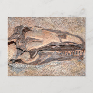 Camarasaurus Skull - Dinosaur National Monument Postcard