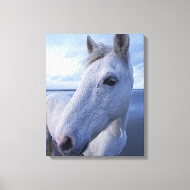 Camargue Horse Canvas Print (Front)