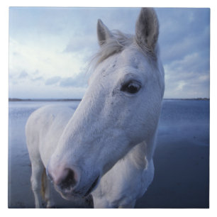 Camargue Horse Ceramic Tile