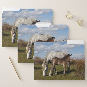 Camargue Horse Foal with Mother File Folder