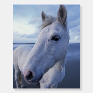 Camargue Horse Foam Board