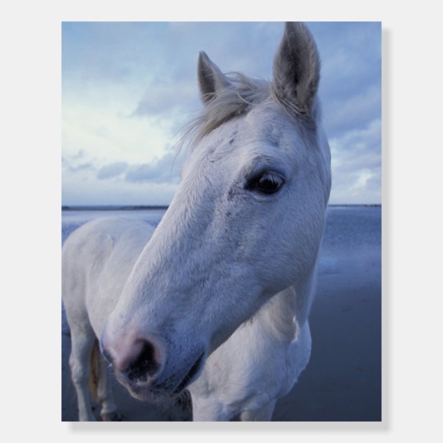 Camargue Horse Foam Board (Front)