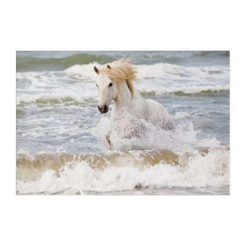Camargue Horse in the Surf Acrylic Print