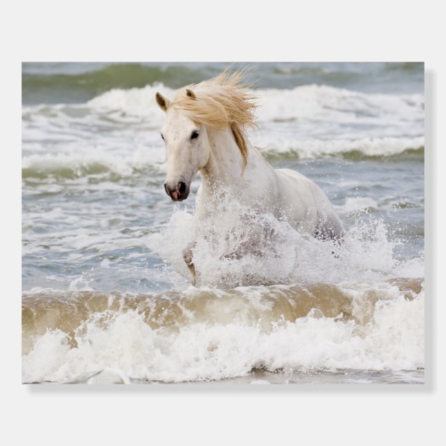 Camargue Horse in the Surf Foam Board (Front)