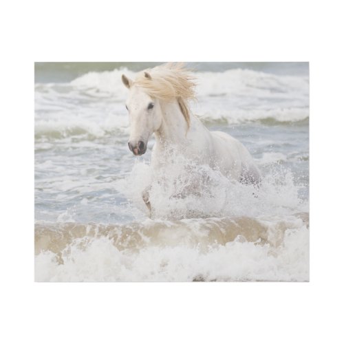 Camargue Horse in the Surf Gallery Wrap