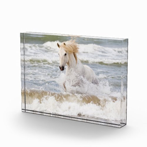 Camargue Horse in the Surf Photo Block