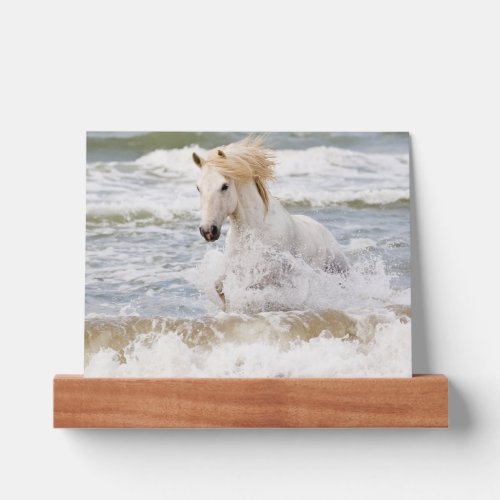 Camargue Horse in the Surf Picture Ledge