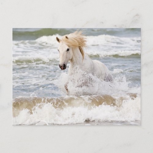 Camargue Horse in the Surf Postcard