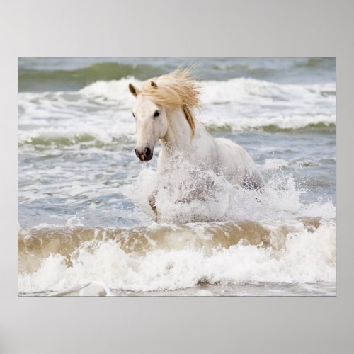 Camargue Horse in the Surf Poster