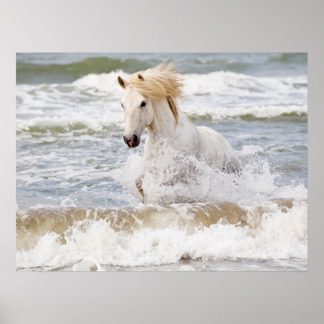 Camargue Horse in the Surf Poster (Front)