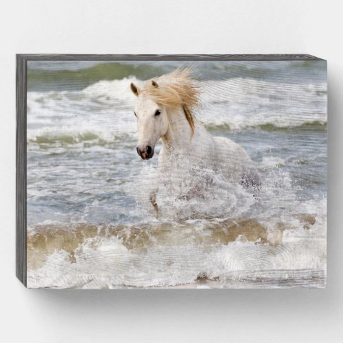 Camargue Horse in the Surf Wooden Box Sign