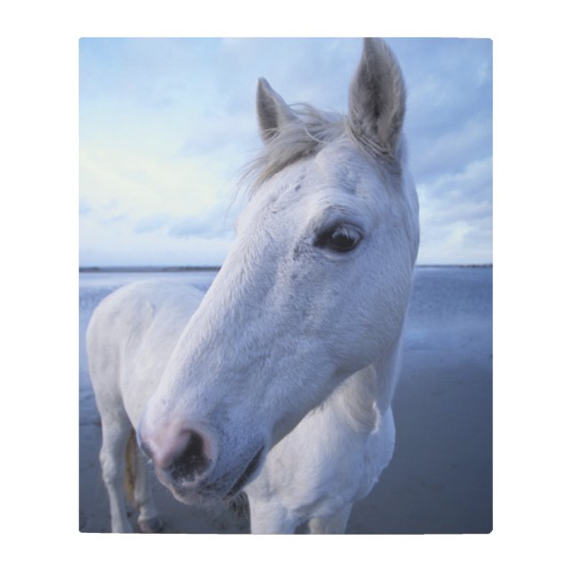 Camargue Horse Metal Print (Front)