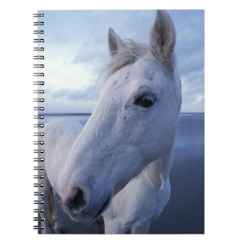 Camargue Horse Notebook