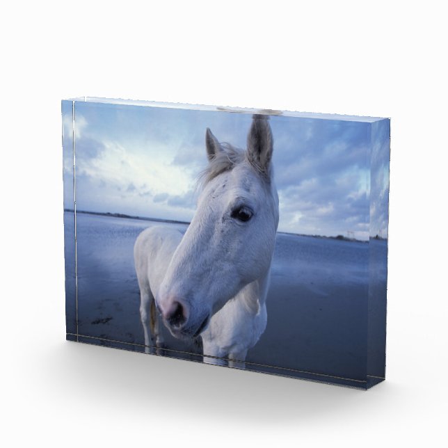 Camargue Horse Photo Block (Right)
