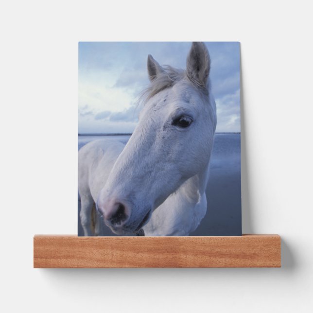 Camargue Horse Picture Ledge (Front)