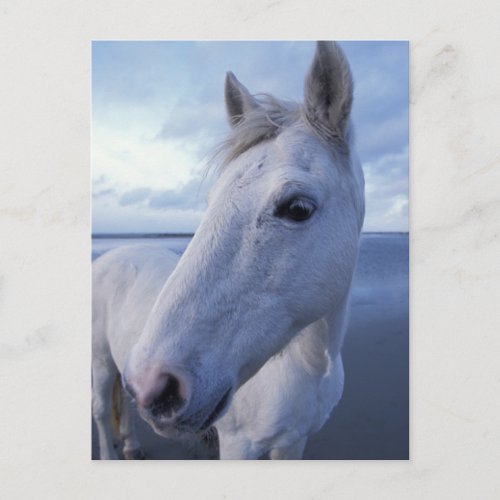 Camargue Horse Postcard