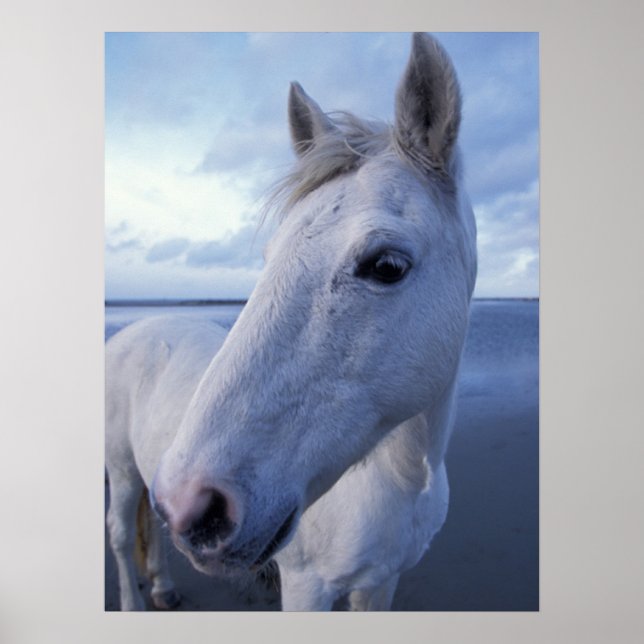 Camargue Horse Poster (Front)