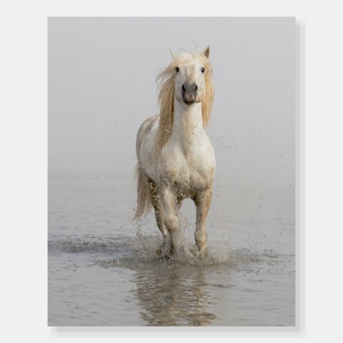 Camargue Horse Running in Water Foam Board