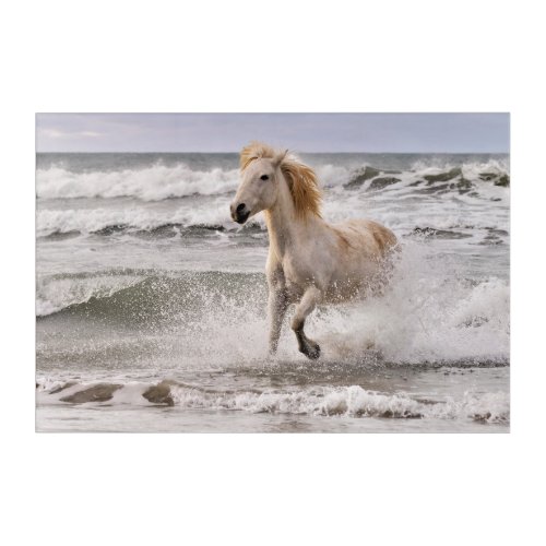 Camargue Horse Running out of Surf Acrylic Print