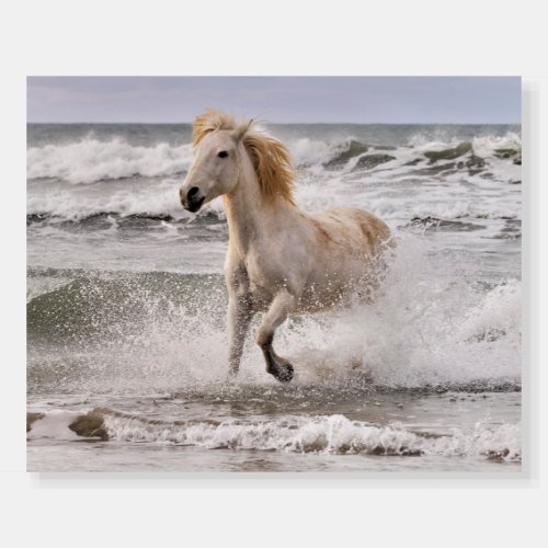 Camargue Horse Running out of Surf Foam Board