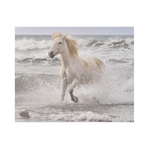 Camargue Horse Running out of Surf Gallery Wrap