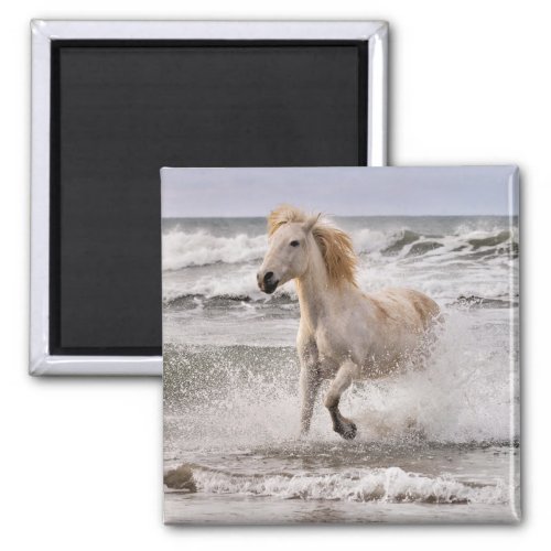 Camargue Horse Running out of Surf Magnet