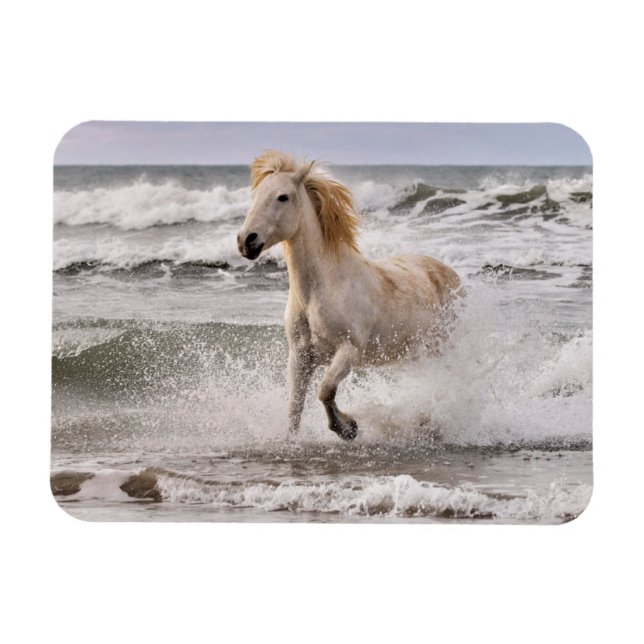 Camargue Horse Running out of Surf Magnet (Horizontal)