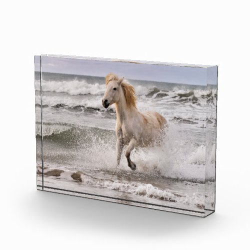 Camargue Horse Running out of Surf Photo Block