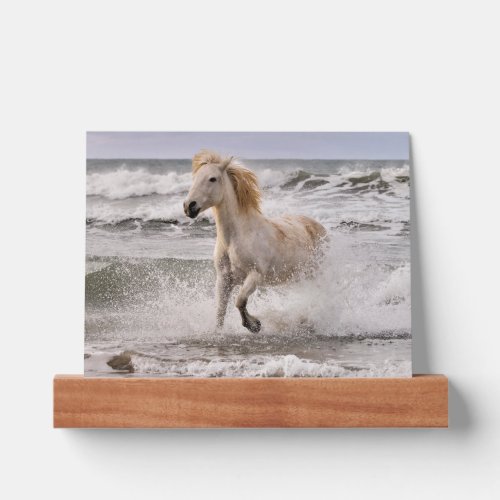 Camargue Horse Running out of Surf Picture Ledge