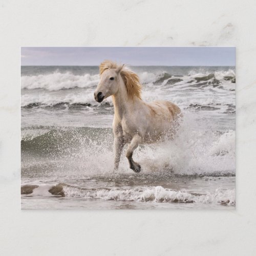 Camargue Horse Running out of Surf Postcard