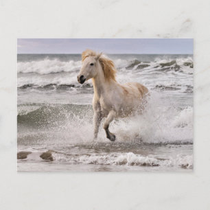 Camargue Horse Running out of Surf Postcard