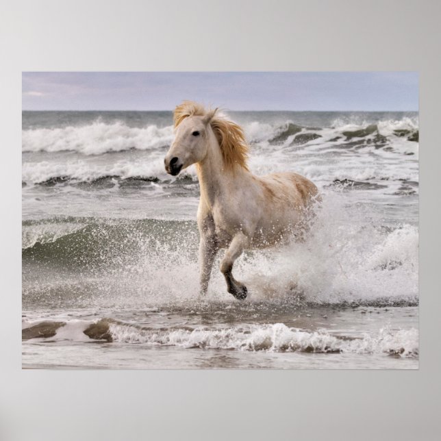 Camargue Horse Running out of Surf Poster (Front)