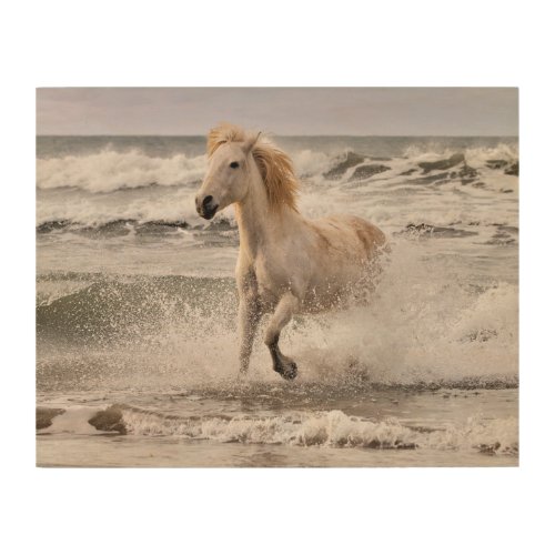 Camargue Horse Running out of Surf Wood Wall Art