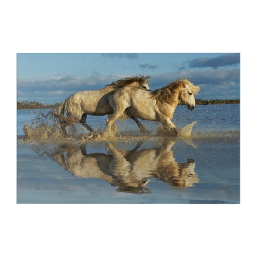 Camargue Horses and Reflection Southern France Acrylic Print